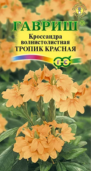 Семена Кроссандра Тропик красная. Эффектное комнатное многолетнее растение до 25 см. высотой семейства Акантовые. Формирует кустик диаметром до 20 см. Стебли прямостоячие, ветвистые. Листья 7-12 см длиной, гладкие, словно лакированные, супротивные или мутовчатые. Цветки красно-оранжевые, двугубые,собраны в плотные колосовидные соцветия до 15 см длиной. Цветет продолжительно, с весны до осени. Отцветшие соцветия регулярно обрезают, чтобы цветение возобновлялось. <br>
 <br>
 Предпочитает светлое место, защищенное от прямых солнечных лучей. Температура содержания комнатная, около 20о С, зимой около 18о С. При резком перепаде температур листья могут опасть. Полив в период покоя ограниченный, его производят мягкой водой комнатной температуры. Подкармливают кроссандру один раз в 2-3 недели весной и летом, зимой — один раз в месяц цветочным удобрением. <br>
 <br>
 Растение нужно часто орошать, не допуская попадания воды на листья и цветки, влажность воздуха должна быть не ниже 50 — 60 %. Пересаживают ежегодно весной в более просторный горшок в хорошо дренированную, богатую органическими веществами почву. <br>
 <br>
Перед посевом семена замачивают в теплой воде (не более 3 часов), затем высевают на поверхность слегка увлажненной торфяной смеси. Посевную емкость накрывают стеклом или пленкой и помещают в теплое (не ниже 24° С) светлое место. Семена прорастают от 3 недель до 2,5 месяцев. Молодые растения для придания кустику объема надо прищипывать. Используют в офисах, комнатах, широко применяют для срезки и горшечной культуры.