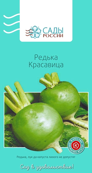 Редька Красавица