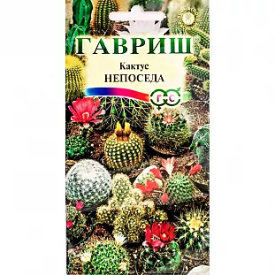 Кактус Непоседа Кактус Непоседа