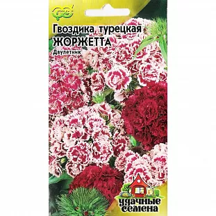 Гвоздика Жоржетта турецкая Гвоздика Жоржетта турецкая