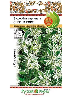 Семена цветов Эуфорбия маргината Снег на горе<br>
 <br>
 Двуцветные, бело-зеленые прицветники этого оригинального однолетника смотрятся свежо и оригинально. В цветнике особенно выигрышно смотрится при посадке группами. Хорошо стоит в срезке(стебли у срезанного растения надо подержать в горячей воде).<br>