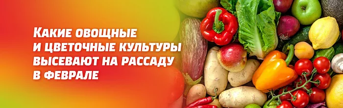 КАКИЕ ОВОЩНЫЕ И ЦВЕТОЧНЫЕ КУЛЬТУРЫ ВЫСЕВАЮТ НА РАССАДУ В ФЕВРАЛЕ КАКИЕ ОВОЩНЫЕ И ЦВЕТОЧНЫЕ КУЛЬТУРЫ ВЫСЕВАЮТ НА РАССАДУ В ФЕВРАЛЕ