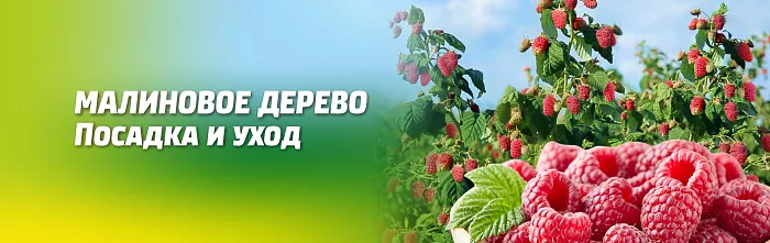 МАЛИНОВОЕ ДЕРЕВО. ПОСАДКА И УХОД. ЛУЧШИЕ СОРТА ДЛЯ ВЕСЕННЕЙ ПОСАДКИ МАЛИНОВОЕ ДЕРЕВО. ПОСАДКА И УХОД. ЛУЧШИЕ СОРТА ДЛЯ ВЕСЕННЕЙ ПОСАДКИ