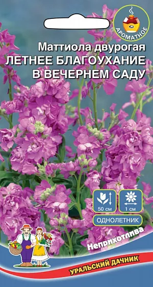 <div>
 Семена Маттиола Летнее благоухание в вечернем саду.
</div>
<p>
 Одно из самых излюбленных садовых растений. Цветёт на протяжении всего лета. Цветки маттиолы собраны в соцветия, днем они закрыты, в вечернее время открываются, обладают сильным и приятным ароматом. Растение светолюбивое и холодостойкое, с лёгкостью украсит любой уголок сада. Широко используется для балконного озеленения.
</p>
<p>
 На рассаду семена высевают в марте-апреле. Глубина заделки семян 0,5 см. Всходы пикируют в стадии первых настоящих листочков, в мае рассаду высаживают в открытый грунт. Расстояние между растениями при высадке 20-25 см. С конца апреля можно сеять непосредственно в грунт, с последующим прореживанием. Для продолжительного и обильного цветения растениям необходим своевременный полив, регулярная прополка, рыхление и подкормка минеральными удобрениями.
</p>