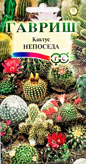 Семена Кактус Непоседа.
Эти суккулентные растения могут стать гордостью многих коллекционеров: удивительно разнообразные, выносливые, легко приспосабливаются к различным условиям, хорошо растут и цветут. 
Цветки необычно красивы, разнообразных окрасок 1-15 см. в диаметре, образуются на верхушке или у основания стебля.
Светолюбивы и теплолюбивы, прекрасно развиваются на окнах южной стороны, весьма просты в уходе. 
В период роста кактусы поливают, когда грунт стал подсохшим, но не пересыхал полностью.
Зимой они не терпят излишней влажности, нуждаются в хорошей вентиляции и освещении, содержатся при температуре 5-10 °C; 
крупные экземпляры поливают очень редко. Семена высевают в невысокие широкие горшки, слегка вдавливают в почву, не засыпая (для прорастания им необходим свет), накрывают стеклом. Обычно семена начинают прорастать через 10-14 дней при температуре 20-25 °C. 
Появившиеся всходы ежедневно опрыскивают водой. Полив производят через поддон. Через 2-3 месяца растения рассаживают.