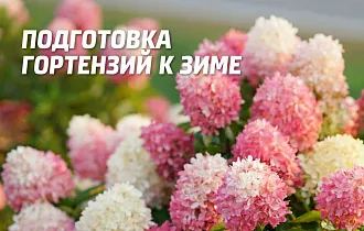Уход за гортензией осенью – подготовка цветка к зиме Уход за гортензией осенью – подготовка цветка к зиме