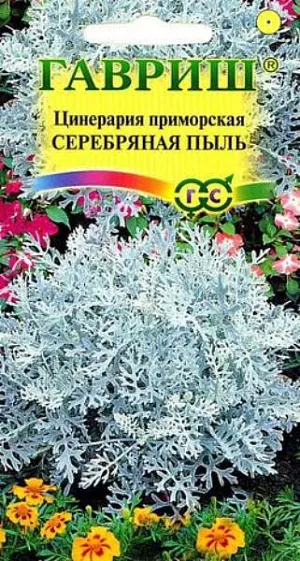 Семена Цинерария Серебряная Пыль приморская.
Травянистое растение семейства Астровые. Листья перисто-раздельные, до 15 см длиной, снизу покрыты серебристым войлоком, отчего растение имеет бело-серебристый цвет. 
В августе зацветает. Соцветия мелкие, по мере появления их удаляют. Размножают семенами.
В марте проводят посев в горшки или в ящик и в июне высаживают на постоянное место.
Цинерарии любят солнечные места, где лучше всего проявляется окраска листьев. Правда, и в полутени крестовник чувствует себя неплохо. Предпочитают не очень плодородные и не слишком увлажненные почвы. 
Используются как бордюрное растение и в сочетании с растениями, применяемыми в ковровых композициях.