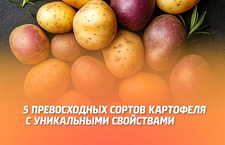 5 ПРЕВОСХОДНЫХ СОРТОВ КАРТОФЕЛЯ С УНИКАЛЬНЫМИ СВОЙСТВАМИ