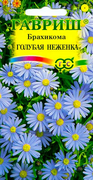 Семена Брахикома Голубая неженка.
Однолетник высотой 20 см. Сильноветвистое растение с изящными листьями и голубыми соцветиями-корзинками диаметром 3-4 см.
Обильно цветет с середины июня по октябрь. Предпочитает плодородные, хорошо дренированные почвы и солнечные места. 
Посев на рассаду проводят в марте в ящики с легким песчаным грунтом. Семена слегка вдавливают в почву, не присыпая землей.
Посадочную емкость накрывают стеклом и ставят в освещенное место. При температуре +20 °C всходы появляются на 8-12 день. 
Сеянцы пикируют в фазе 2-3 настоящих листьев. Рассаду высаживают в мае через 10-15 см.
Для лучшего ветвления верхушки молодых растений прищипывают. 
Применяется для оформления клумб, рабаток, бордюров, альпийских горок, как горшечная культура.