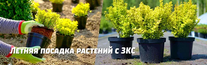 ЛЕТНИЕ ПОСАДКИ РАСТЕНИЙ С ЗКС ЛЕТНИЕ ПОСАДКИ РАСТЕНИЙ С ЗКС