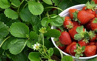 Первый урожай клубники. Как собрать ягоду целой, сохранить без потерь Первый урожай клубники. Как собрать ягоду целой, сохранить без потерь