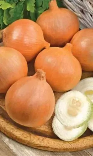 Семена Лук репчатый Ледокол