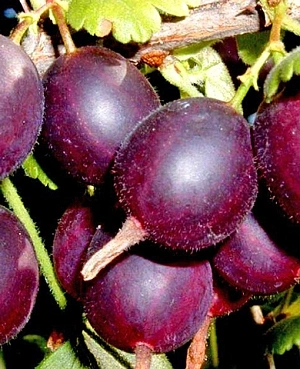 Крыжовник Северный капитан