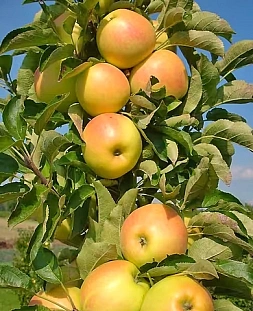 Яблоня колонновидная Луч