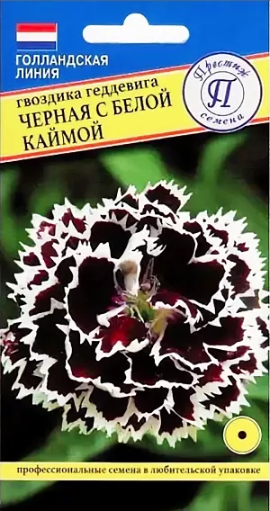 Семена Гвоздика Черная с белой каймой. Самая популярная однолетняя гвоздика. Растение высотой 30-35 см. образует компактный кустик, листья зеленые, удлиненные. Цветки одиночные, махровые, до 6 см. в диаметре, без запаха. Цветет с июля до первых заморозков. Используется для посадки на клумбах, в бордюрах, массивах, группами, для озеленения балконов и на срезку.<br>
 <br>
 Агротехника. Неприхотливое растение, предпочитает солнечное местоположение, легкие плодородные почвы, обильный полив без застоя воды. Хорошо отзывается на подкормки минеральными и органическими удобрениями. Посев производят в конце марта - начале апреля в рассадные ящики, семена слегка присыпают легкой землей, всходы появляются через 15-30 дней. Высаживают рассаду в открытый грунт, когда минует угроза заморозков, выдерживая расстояние между растениями 20-30 см. 