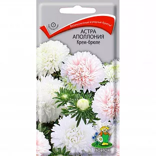 Семена Астра (однолетняя) Аполлония Крем-брюле