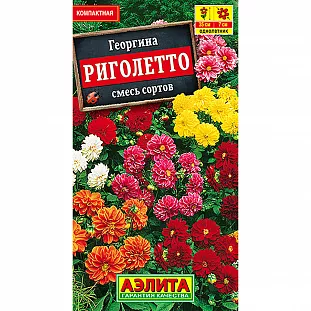 Георгина Риголетто, смесь сортов