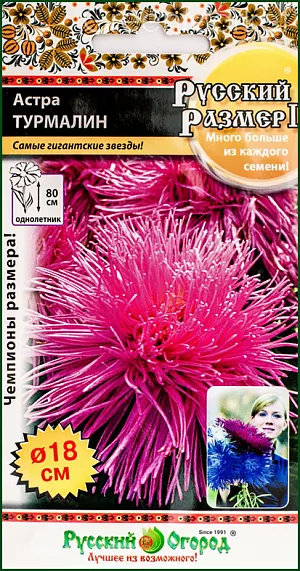 Семена Астра Русский размер I Турмалин из каталога Астра <div>
Семена Астра Русский размер I Турмалин.
</div>
Высота: 80 см. Идеальна для срезки. Однолетник. Интервал посадки: 20 х 30 см. Период цветения: август-сентябрь.<br>
<br>
Самые крупные соцветия! Длинные и прочные цветоносы! Королева рынка и букетов! Удивительно красивые и праздничные астры на все случаи жизни, цветут с середины лета до глубокой осени.
