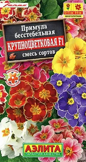 Семена Примула Крупноцветковая F1.  Цветение пышное и дружное. Зацветает через 10-11 недель после высадки рассады. На второй год цветет в мае, повторно – в сентябре. Растения высотой 12-15 см. в диаметре  8-9 см. Великолепно смотрятся в бордюрах и рабатках, украсят садовые вазы и контейнеры. На зиму рекомендуется профилактическое укрытие.<br>
 <br>
 Емкость с посеянными семенами на две недели поставьте в холодильник (желательно в морозильное отделение) для стратификации. В фазе одного настоящего листа сеянцы пикируют.<br>