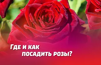 ГДЕ И КАК ПОСАДИТЬ РОЗЫ. ЛУЧШИЕ СОРТА