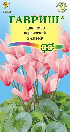 <div>
 Семена Цикламен Халиф.
</div>
 <article>
<p>
 Многолетнее клубневое растение семейства Первоцветные. Цветки серебристо-лососевые, очень ароматные, цветонос достигает длины 15 -20 см. Цветет с поздней осени до конца апреля, летом находится в состоянии покоя. Оптимальный срок посева конец августа. Семена перед посевом замачивают на сутки в теплой воде, а затем высевают в горшки с листовой и торфяной землей(1:1).Сверху семена присыпают слоем земли 0,5-1 см., обильно поливают, накрывают темной пленкой. При t 20 °C всходы появляются через 30-40 дней. После появления всходов притенение снимают, температуру снижают до 15-17 °C. Когда образуются маленькие клубеньки с двумя листочками, пикируют в ящики со смесью из листовой, торфяной земли и песка (2:1:0,5). При пересадках у молодых растений верх клубенька должен находиться у самой поверхности почвы (не глубже 0,5 см.). У взрослых растений верх клубня обычно открыт. В период покоя сбрасывает листья. 
</p>
<p>
 Выращивают на северных и восточных окнах, на южном притеняют от прямых солнечных лучей. Зимой содержат на светлом месте при температуре не выше 8 - 10 градусов. Летом необходимо выполнять приемы по поддержке роста растений: поливать исключительно через поддон, опрыскивать водой комнатной температуры, удобрять. Удобряют не более 2-3 раз за лето, преимущественно азотно-калийными удобрениями.
</p>
 </article>