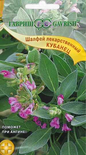 Шалфей лекарственный Кубанец