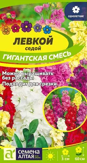 Семена Левкой Гигантская Смесь окрасок <br>
 <br>
 Великолепный красивоцветущий однолетник! Искусно подобранная смесь сортов левкоя высотой до 60 см. Стебли и листья растений темно-зеленые с сероватым или серебристым опушением, почему и кажутся седыми. Цветки махровые различной окраски с очень ярким ароматом собраны в рыхлые соцветия в виде кисти или колоса. Растение станет прекрасным украшением любого садового участка или цветника: широко используется для оформления клумб, выгодно смотрится в бордюрах и рабатках, подходит для срезки. Светолюбивое, холодостойкое растение. Предпочитает открытые солнечные, хорошо проветриваемые участки с умеренно влажными рыхлыми суглинистыми почвами с примесью извести.<br>