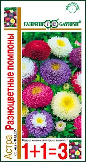 Семена Астра Разноцветные помпоны <br>
 <br>
 Обильноцветущая смесь однолетней астры. Растения с прочными цветоносами, высотой 50-60 см. Соцветия помпонные, диаметром 6 см. На растении до 30 соцветий. Для выращивания подходят хорошо освещенные участки с плодородной суглинистой или супесчаной почвой. Астры обладают высокой холодостойкостью: хорошо переносят заморозки до -3 -4оС. Выращивают, чаще всего, рассадным способом. Используют для оформления цветников, клумб, рабаток и на срезку.<br>