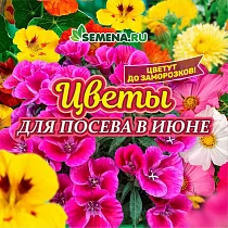 Какие цветы высаживать в июне