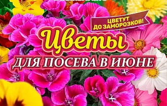 Какие цветы высаживать в июне Какие цветы высаживать в июне