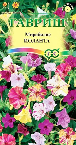 Семена Мирабилис Иоланта.
Однолетнее травянистое растение образует густоветвистые удлиненно-округлые кустики высотой до 50 см. 
Цветки ароматные, воронковидные, до 2,5 см в диаметре, разнообразной окраски с оригинальным рисунком в виде штрихов и полосок на лепестках, собраны в щитковидные соцветия на концах побегов. 
Цветет обильно с июня до заморозков. Цветки открываются с 16 часов и открыты до следующего утра. 
Теплолюбивое и засухоустойчивое растение, предпочитает светлые места с суглинистой или глинистой некислой почвой. 
Семена высевают в апреле в теплый парник, с последующей высадкой на постоянное место или в начале мае в открытый грунт.
Используют в смешанных рабатках, группах, бордюрах. 
Цветки этого удивительного растения распространяют восхитительный аромат и привлекают множество ночных бабочек.