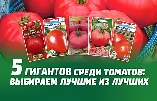 Пять гигантов среди томатов: выбираем лучшие из лучших