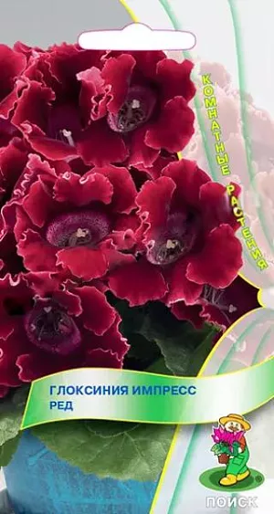 Семена Глоксиния Импресс Ред. При благоприятных условиях одновременно появляются до 20 бутонов на одном растении. Окраска винно-красная. Хорошо растет в достаточно освещенных местах, но без прямых солнечных лучей. Полив постоянный, обильный; избегая попадания воды на листья и цветки, лучше применять полив в поддон. Почвенная смесь: листовая, торфяная земля, сфагнум, песок в отношении 1:1:1:1. После цветения у растения наступает период покоя.<br>
Посев производят в январе-феврале, землей семена не присыпают, для поддержания постоянной влажности накрывают стеклом или пленкой. При температуре 18-20°С всходы появляются через 14-20 дней. Через месяц сеянцы пикируют, а затем пересаживают в горшки. Растения, полученные из семян, зацветают через 6-7 месяцев.