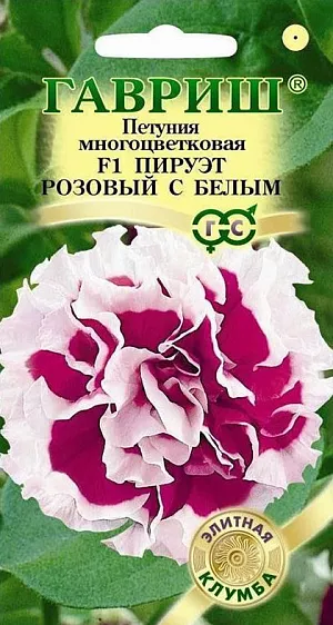 Семена Петуния Пируэт розовый с белым крупноцветковая F1.
Обворожительная крупноцветковая серия петуний с мощным ветвлением и ранним цветением. Растение образует шаровидный куст высотой 25-35 см и диаметром 25-35 см. 
Цветки плотномахровые, ярко-розовые с эффектной белой полосой по краю гофрированных лепестков, диаметром 10-12 см. Посев проводят с февраля по март. При зимнем посеве всходам необходима подсветка. Всходы появляются через 7-12 дней. На постоянное место высаживают, когда минует опасность заморозков. Цветет с конца мая весь сезон. Светолюбива и достаточно засухоустойчива. Предпочитает легкие, плодородные, хорошо дренированные почвы. Украсит клумбы, вазоны, балконные ящики, подоконники, низкорослые бордюры.