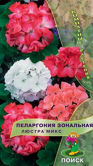 Семена Пеларгония Люстра микс зональная.
Великолепная компактная форма. Растение высотой около 35 см. Листья округлые, с темным пятном в форме подковы. Цветы диаметром до 2,5 см, разнообразной окраски. Прекрасно подходит для горшечной культуры, летом можно высаживать в открытый грунт и балконные ящики. 
Растение засухоустойчивое, предпочитает солнечные месторасположение и рыхлые плодородные почвогрунты. Посевы можно проводить начиная с января. Глубина заделки семян 0,5 см. Посадочную емкость накрывают стеклом и ставят в освещенное место. При температуре почвы +20°С всходы появляются на 15-20 день. В фазе 2-3 настоящих листочков сеянцы пикируют. Для лучшего кущения рассаду прищипывают над 5-6 листом.