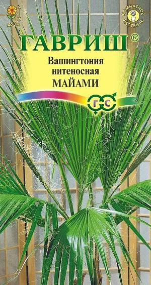 <div>
 Семена Вашингтония нитеносная Майами.
</div>
 <article>
<p>
 Красивая многолетняя пальма достигающая в природе 20 м. Растение неприхотливое, очень интересное для комнатного цветоводства. Вашингтония нитеносная отличается от вашингтонии робусты относительно невысоким, но толстым стволом, и более рыхлой кроной. Она предпочитает расти в сухих местах и чуть более устойчива к холоду. Эффектные зеленые веерные листья (до 2 м.) на развитых черешках состоят из многочисленных листовых сегментов, между которыми свисают тонкие кудрявые нити. В природных условиях засохшие листья отгибаются книзу и висят на дереве, образуя вокруг ствола широкую "юбку" . В домашних условиях увядающие листья удаляют вместе с большей частью черешка, остатки черешков одревесневают и образуют мощный ствол. Цветет весной длинными кистями с ароматными желтыми или белыми цветами. С конце лета созревают красно-черные плоды с овальными семенами. 
</p>
<p>
 Размножается семенами. Семена замачивают на двое суток в теплой воде, затем высаживают в рыхлый субстрат из дерновой, листовой земли и песка (2:2:1). При комнатной температуре всходы появляются через месяц. Вашингтония предпочитает солнечные места и обильный полив теплой водой в период интенсивного роста. С наступлением осени полив постепенно сокращают, растение размещают в светлом прохладном месте. Ежегодно пальму переваливают, постепенно увеличивая размер горшка. В южных регионах вашингтонию нитеносную можно выращивать в открытом грунте, укрывая на зиму ствол (литья удаляют).
</p>
 </article>