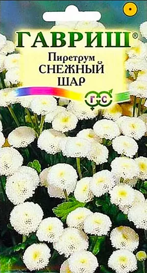 Семена Пиретрум Снежный шар.
Многолетнее растение, культивируемое как однолетнее. Куст компактный, сильноветвистый, до 50 см высотой. Соцветия корзинки диаметром 1,5-3 см, махровые, собраны в верхушечные соцветия. Зацветает через 80-100 дней после посева. Цветет обильно и продолжительно с июля до конца августа. Растение светолюбивое, довольно холодостойкое. Ему отводят солнечное место с известкованной, среднеплодородной, дренированной почвой. Выращивают обычно рассадным способом. Посев в марте-апреле, на глубину 3 мм. Пикируют в стаканчики или горшочки. В мае высаживают на постоянное место по схеме 25 х 30 см. Молодые растения выносят слабые заморозки, а взрослые осенью и более сильные (до минус 4 °C). В южных районах с мягкой зимой выращивают как многолетник. В этом случае семена сеют в мае-июне в грунт, в конце лета высаживают на постоянное место. Растения зацветают на следующий год в июне. Используют в бордюрах, уличных вазонах, балконных ящиках, в миксбордерах и на рабатках. В срезке долго сохраняют свежесть.