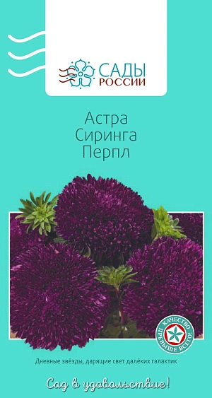 Астра Сиринга Перпл из каталога Астра Астра Сиринга Перпл
Неподдельное ощущение праздника! Одна из самых красивых и пышноцветущих серий срезочных астр. Растения высокодекоративные, кустообразные, формируют крепкие цветоносы с гигантскими махровыми цветками, 10–15 см в диаметре, максимально насыщенного пурпурного цвета. Очень жизнестойкие после срезки. Не боятся дождей и ветреной погоды. Обильное и продолжительное цветение.