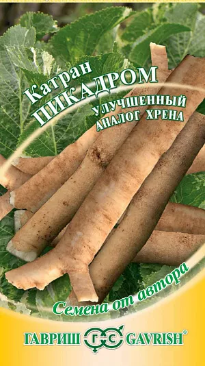 Катран Пикадром Катран Пикадром