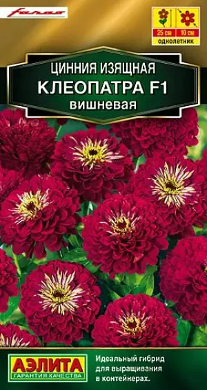 Семена Цинния Клеопатра Вишневая F1. Низкорослый гибрид итальянской селекции компании Farao с эффектными, георгиновидными соцветиями. Кусты высотой 25 см., полушаровидной формы, хорошо разветвленные. Густомахровые шапки соцветий  диаметром 10 см. необыкновенно привлекательно смотрятся на компактных, приземистых кустах. Растения устойчивы к жаре. Используются для оформления цветников, балконных и уличных контейнеров, горшечного выращивания.<br>
 <br>
  Циннии – растения теплолюбивые, быстрорастущие, относительно засухоустойчивые. Предпочитают солнечные участки с дренированными почвами среднего плодородия, нейтральной кислотности. В южных регионах возможен безрассадный способ выращивания.<br>