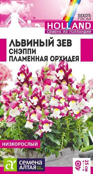 Семена Львиный зев Снэппи Пламенная орхидея 

Раннее и продолжительное цветение (до серьезных заморозков). Цветение обильное, кустики компактные, хорошо ветвятся без прищипывания. Цветки белые, с легким румянцем по краю и ярким центром. Хорошо смотрится в бордюрных посадках, на клумбах, подходит для выращивания в балконных ящиках, контейнерах и кашпо.
Высота растения: 15-25 см
Ширина растения: 15-20 см
Диаметр цветка: 3 см