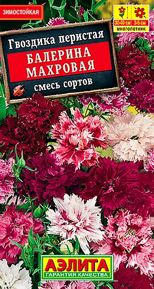 Семена Гвоздика Балерина Махровая смесь окрасок.
Многолетняя гвоздика с великолепным ароматом. Образует плотные подушки высотой 30-40 см. Цветки ø 3-5 см, махровые, с бахромчатым краем лепестка. Цветение пышное, обильное. Рекомендуется для выращивания на альпийской горке, в миксбордере, в горшках и балконных контейнерах. Подходит для срезки. Гвоздика предпочитает солнечные участки с дренированными, известкованными почвами легкого мехсостава. Хорошо отзывается на подкормки. Морозостойка. Зимует без укрытия. При раннем посеве (февраль) зацветает в первый год. Возможен прямой посев семян в открытый грунт в мае.