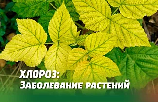Хлороз: Заболевание Растений