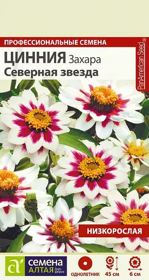 Супервыносливая серия карликовых цинний нового поколения для любительского и профессионального озеленения, не требующая специального ухода! Кустики компактные, высотой 30-45 см, хорошо ветвятся. Цветки очень яркие, диаметром 5-6 см, необычной окраски, напоминающей звезду: белой по краям лепестков и малиновой у основания. Отличительные признаки сортосерии: насыщенные и уникальные окраски цветков, длительный период цветения, повышенная толерантность к грибковым заболеваниям. Широко используется для оформления цветников, посадок в контейнеры и балконные ящики, для выращивания в вазонах и открытом грунте. Растение относительно засухоустойчиво, но требует регулярных поливов, чувствительно даже к легким заморозкам. Предпочитает солнечные, защищенные от ветра теплые участки с дренированной нейтральной, богатой гумусом и минеральными элементами почвой. Посевы на рассаду проводят с конца марта под стекло. Глубина заделки семян 0,5 см. При температуре +22…+25°С всходы появляются на 7-10 день. С развитием первой пары настоящих листочков сеянцы пикируют в отдельные горшочки. В фазе 5-6 листьев проводят формирующую прищипку. В открытый грунт на постоянное место рассаду высаживают в конце мая – начале июня, когда минует угроза заморозков. Схема посадки – 20х20 см. Возможен прямой посев семян в открытый грунт в мае. Продолжительность цветения с июля до осенних холодов. Удаление увядших соцветий способствует более пышному и продолжительному цветению.