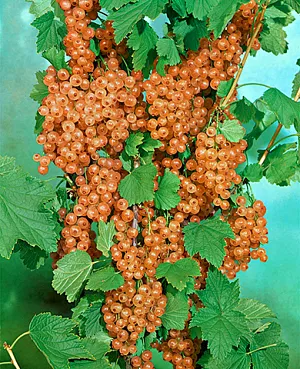 Semena