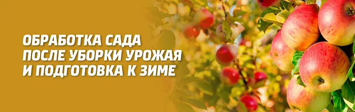 ОБРАБОТКА САДА ПОСЛЕ УБОРКИ УРОЖАЯ И ПОДГОТОВКА К ЗИМЕ