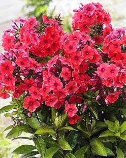 Флокс Текила санрайз