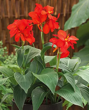Канна Бриллиант Канна Бриллиант