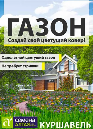 Газонная трава Куршавель