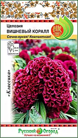 Семена Целозия Вишневый коралл.<br>
 <br>
 Целозия Вишневый коралл – один из самых компактных сортов! Насыщенный пурпурный цвет с рубиновым оттенком будет смотреться в саду очень торжественно и необычно.<br>
 <br>
 Целозия Вишневый коралл будет отлично сочетаться со стандартными соцветиями целозий-«гребешков». Также её высаживают в миксбордерах или рядом с зелёными растениями (хвойники и кустарники, хосты и лианы, выращиваемые почвопокровно). <br>
 <br>
 Целозия Вишневый коралл высаживается ранней весной на рассаду, в марте – начале апреля. Посев поверхностный, всходы появляются через 1 – 2 недели. Температура должна находиться на отметке 20°С. В грунт высаживают после возвратных весенних заморозков, то есть в конце мая – начале июня. Развивается достаточно быстро, цвести начинает в середине лета. Целозия предпочитает солнечное местоположение и достаточно лёгкие почвы. <br>
 <br>
 Культура свето- и теплолюбива. Выращивают через рассаду. Посев поверхностный, март -апрель. При оптимальной температуре 20С всходы появляются через 7-14 дней. Высадка в открытый грунт, когда минует угроза возвратных заморозков. Размещают на легких, достаточно плодородных почвах на солнечном месте.<br>
 <br>
 <br>